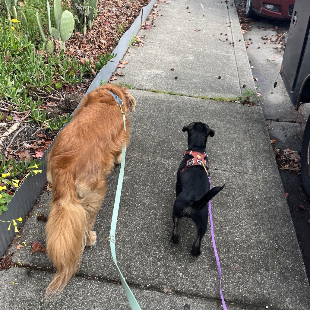 Enlarge Raisin (In Foster), a Adoptable Mixed Breed in Sonoma, CA image 3/6