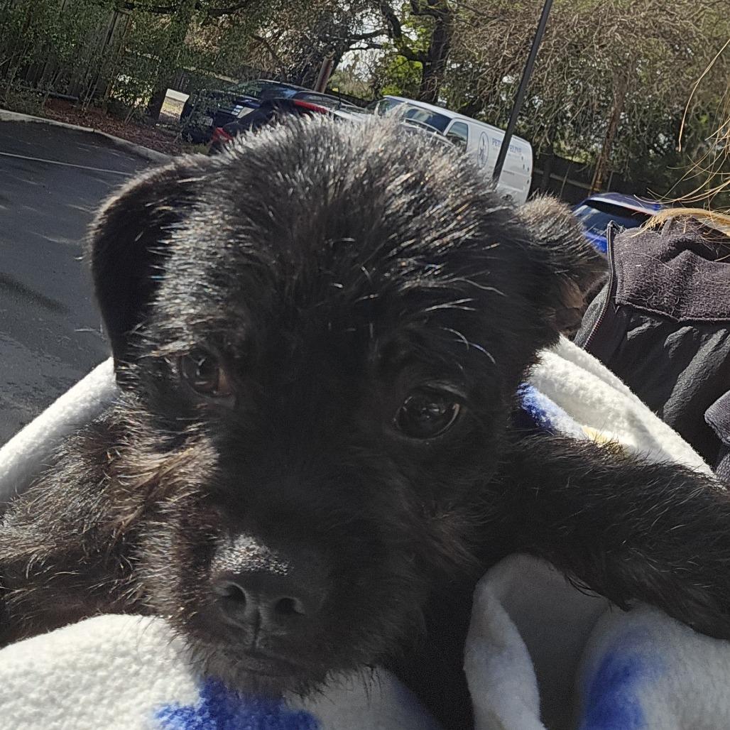 Raisin, Adoptable, Young Male Mixed Breed.