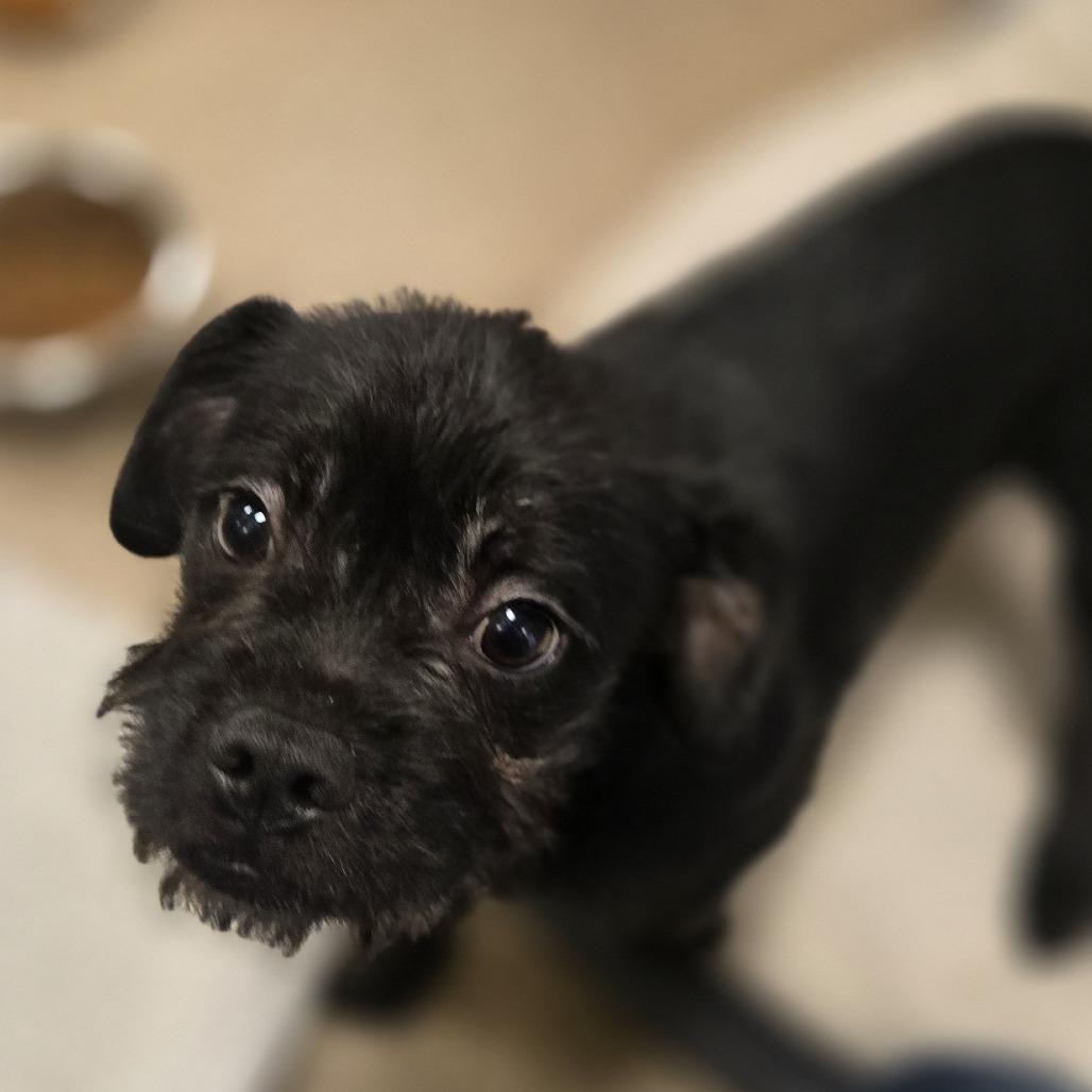 Enlarge Raisin, a Adoptable Mixed Breed in Sonoma, CA image 2/2