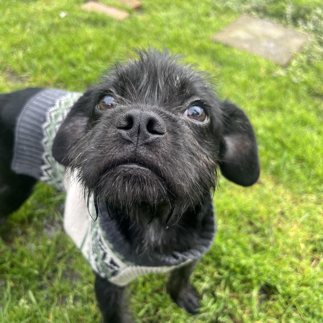 Raisin (In Foster), Adoptable, Young Male Mixed Breed.
