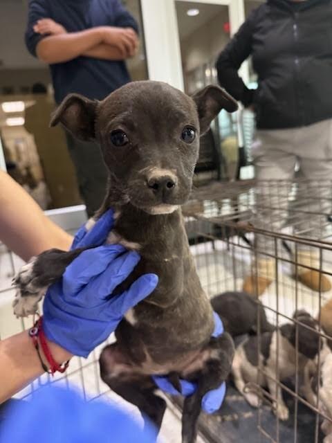 Enlarge Velvet, a Adoptable Mixed Breed in Hobbs, NM image 1/5