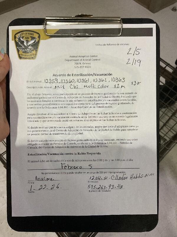 Enlarge Velvet, a Adoptable Mixed Breed in Hobbs, NM image 2/5