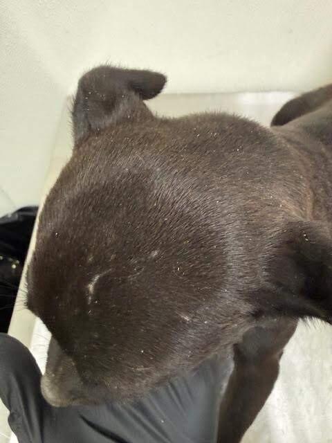 Enlarge Velvet, a Adoptable Mixed Breed in Hobbs, NM image 3/5