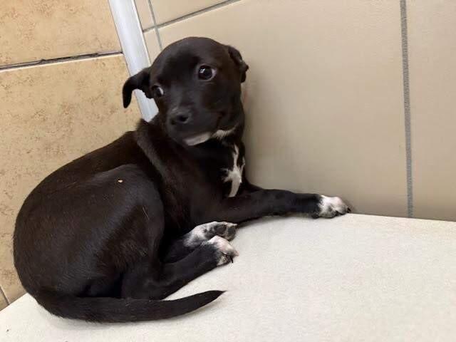 Enlarge Velvet, a Adoptable Mixed Breed in Hobbs, NM image 4/5