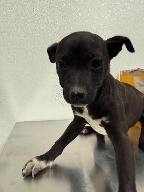 Enlarge Velvet, a Adoptable Mixed Breed in Hobbs, NM image 5/5
