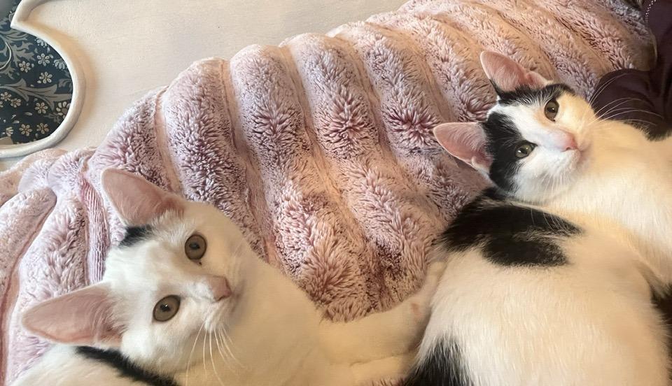 Enlarge Sugar Kittens: Treacle, a Adoptable Domestic Short Hair in Leesburg, VA image 4/6