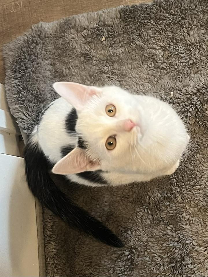 Enlarge Sugar Kittens: Treacle, a Adoptable Domestic Short Hair in Leesburg, VA image 2/6