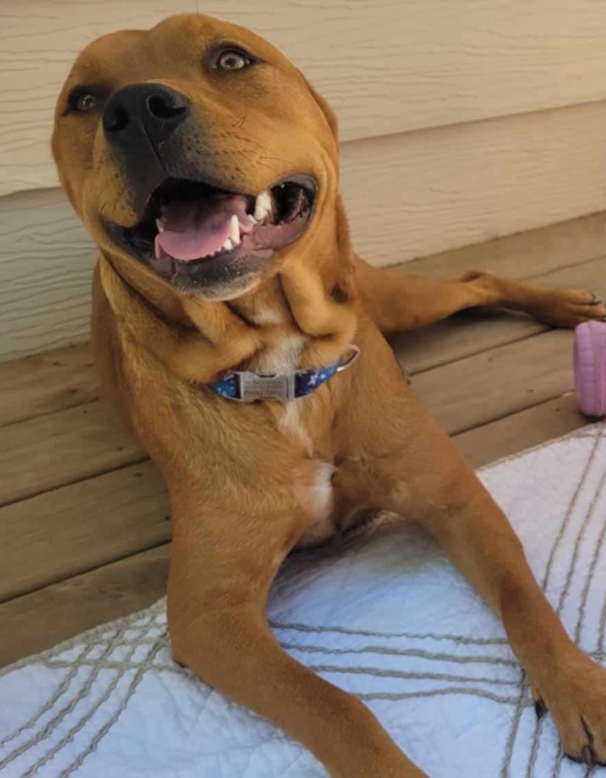 Enlarge Sally CL, a Adoptable mixed breed in Kansas City, MO image 1/4