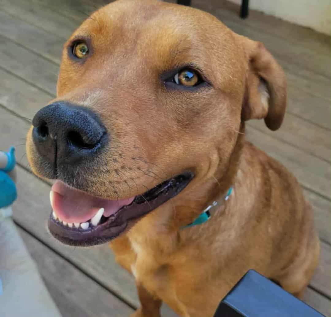 Enlarge Sally CL, a Adoptable mixed breed in Kansas City, MO image 2/4