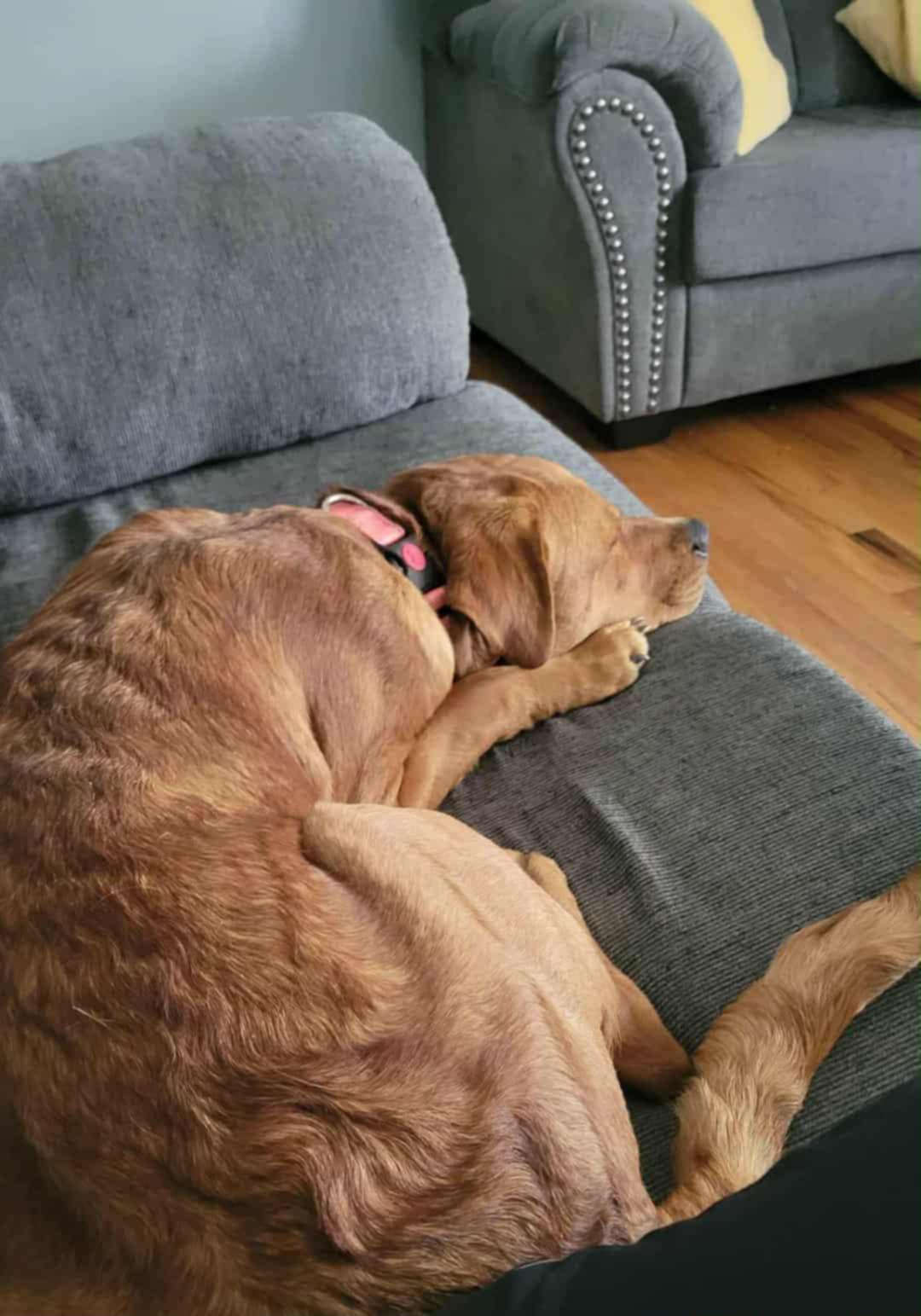 Enlarge Sally CL, a Adoptable mixed breed in Kansas City, MO image 3/4