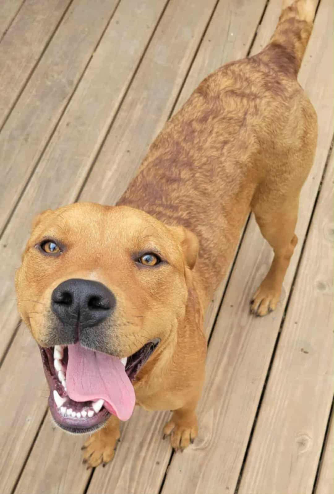 Enlarge Sally CL, a Adoptable mixed breed in Kansas City, MO image 4/4