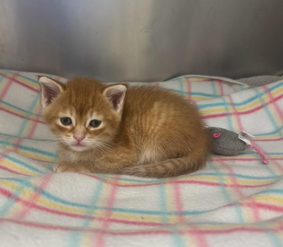 Caramel Apple, Adopted, Kitten Female Domestic Short Hair.