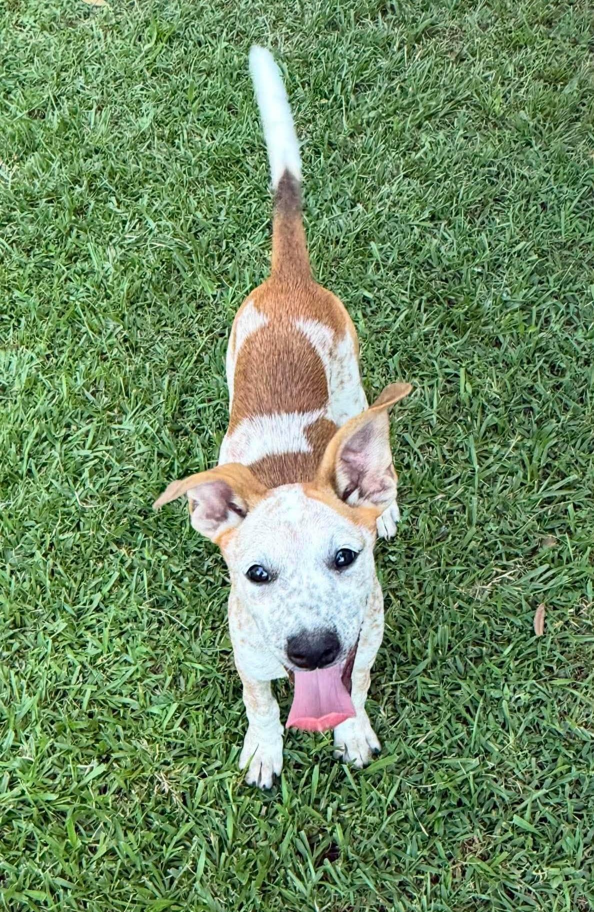 London, ADOPTABLE, Puppy Female Mixed Breed.