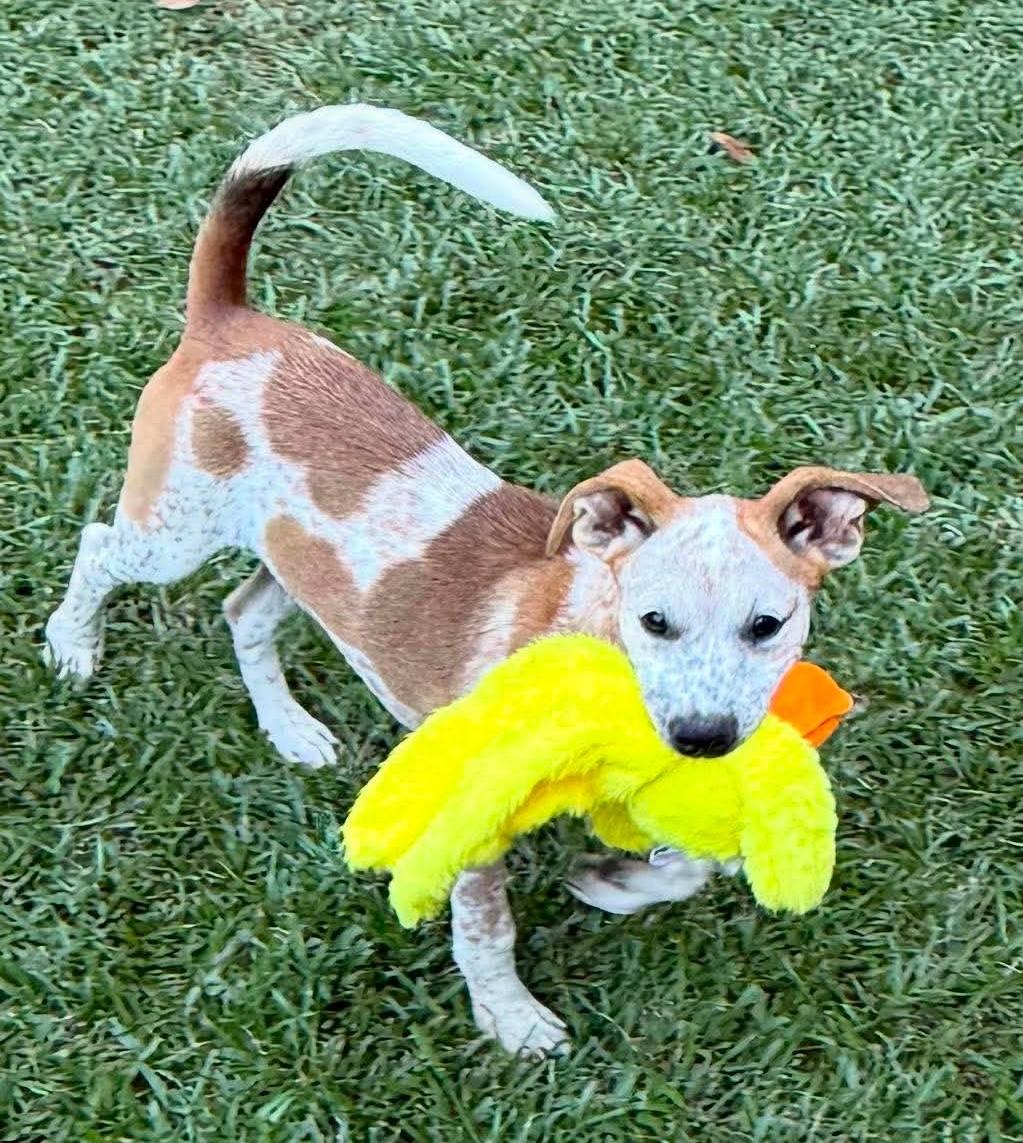 London, a ADOPTABLE Mixed Breed in Northwood, NH image 4/4