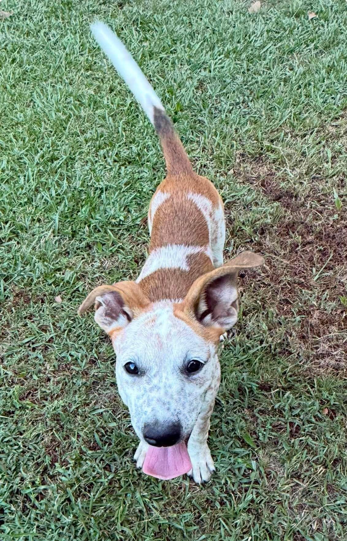 London, a ADOPTABLE Mixed Breed in Northwood, NH image 2/4
