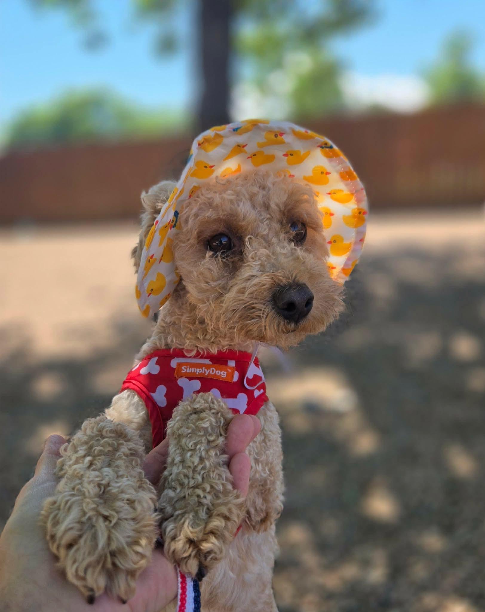 Chex, adopted, Adult Male Miniature Poodle.