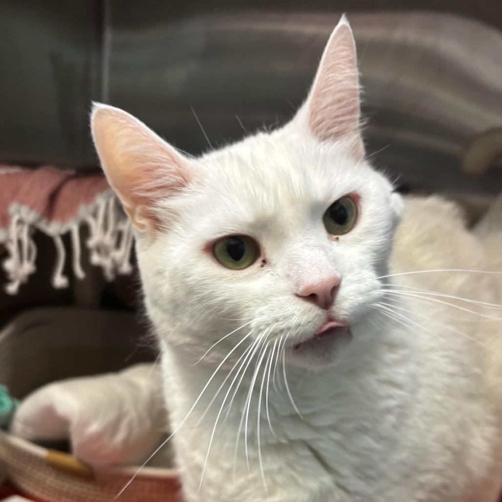 Lincoln, Adoptable, Senior Male Domestic Short Hair.