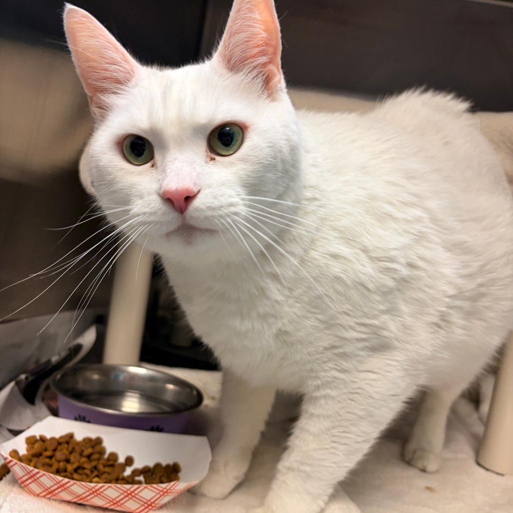 Enlarge Lincoln, a Adoptable Domestic Short Hair in Philadelphia, PA image 2/6