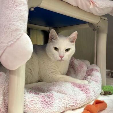 Enlarge Lincoln, a Adoptable Domestic Short Hair in Philadelphia, PA image 3/6