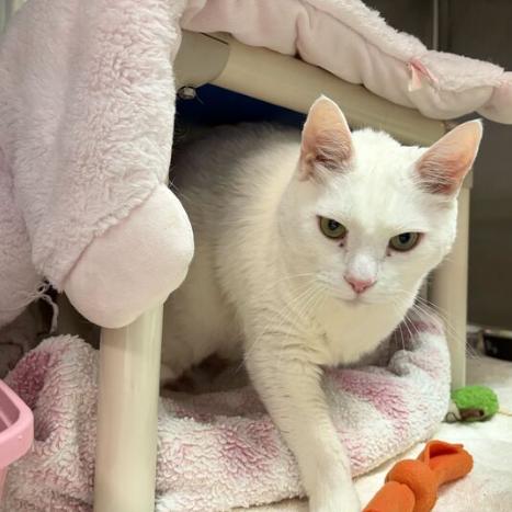 Enlarge Lincoln, a Adoptable Domestic Short Hair in Philadelphia, PA image 4/6