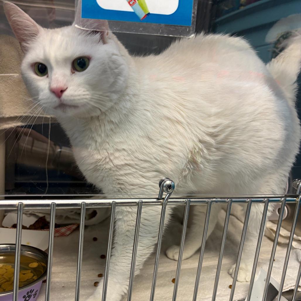 Enlarge Lincoln, a Adoptable Domestic Short Hair in Philadelphia, PA image 5/6
