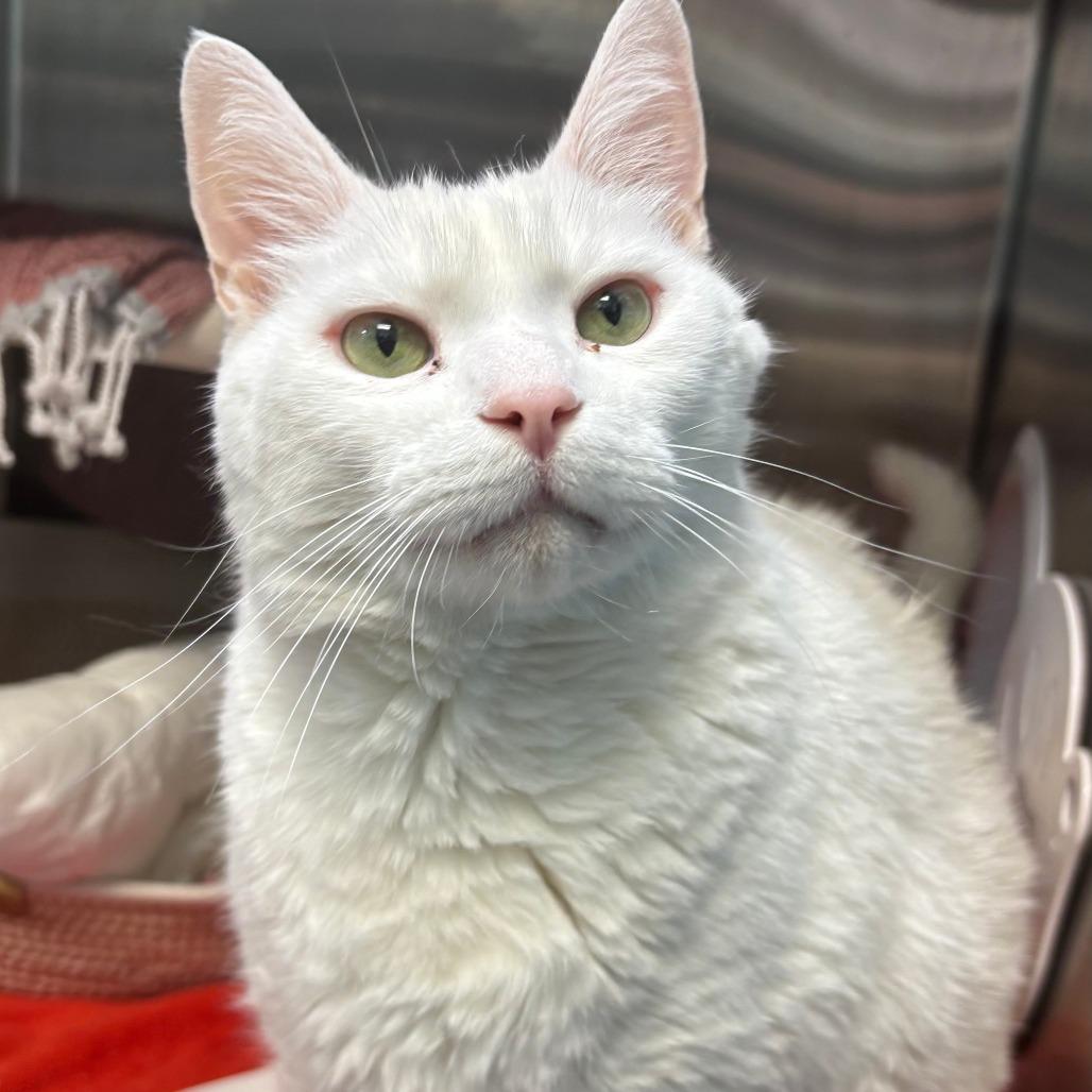 Enlarge Lincoln, a Adoptable Domestic Short Hair in Philadelphia, PA image 6/6