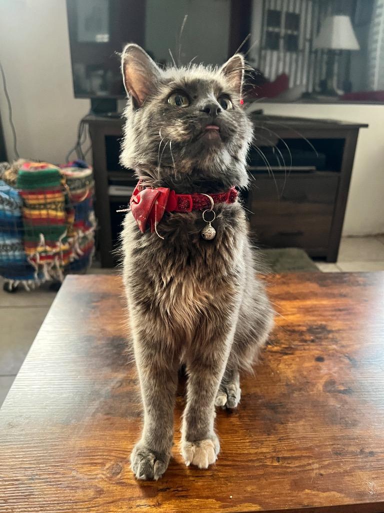 Misty, Adoptable, Young Female Domestic Medium Hair.