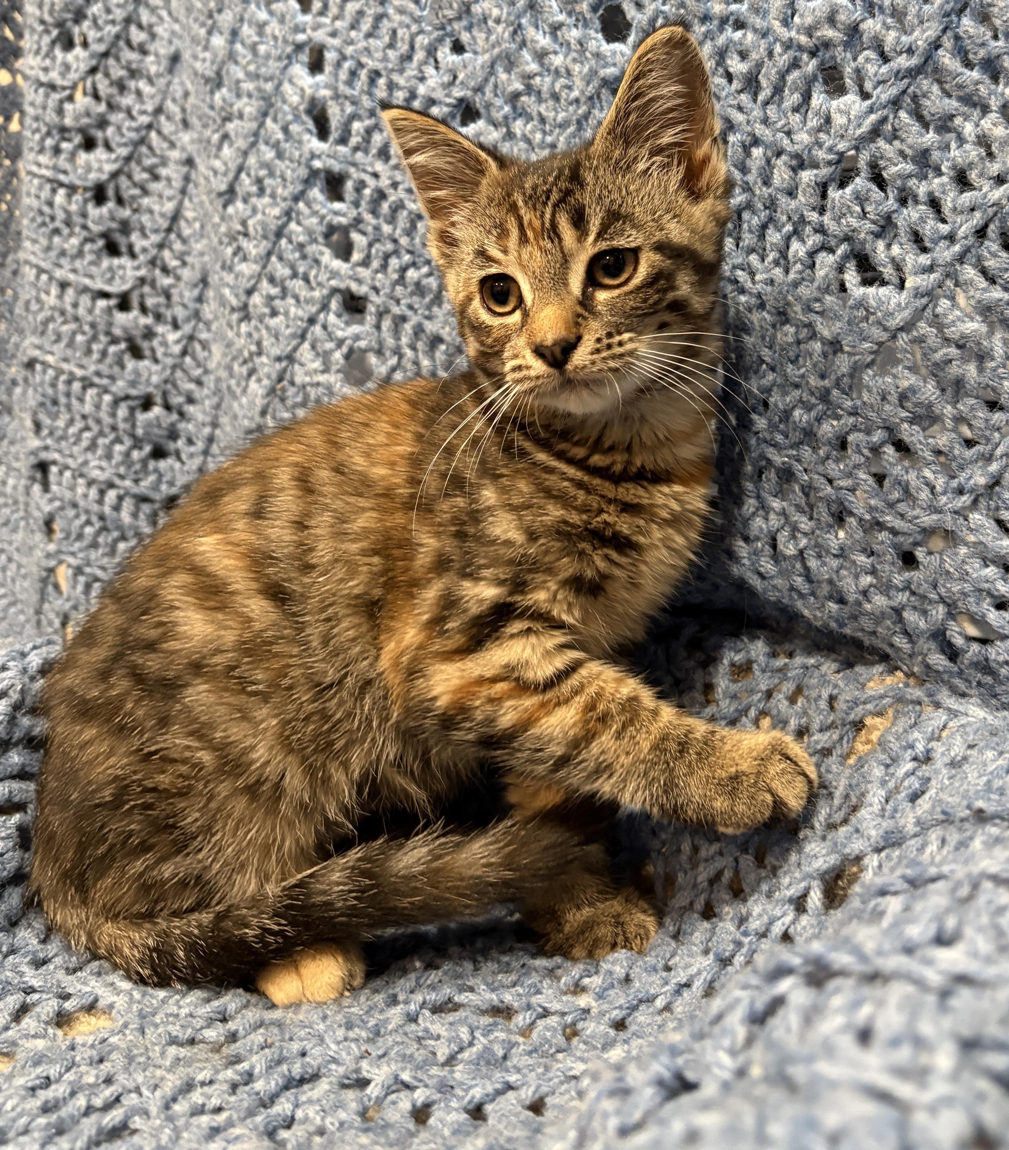 SWISS ROLL, a Adoptable Domestic Short Hair in Tillsonburg, ON image 1/5