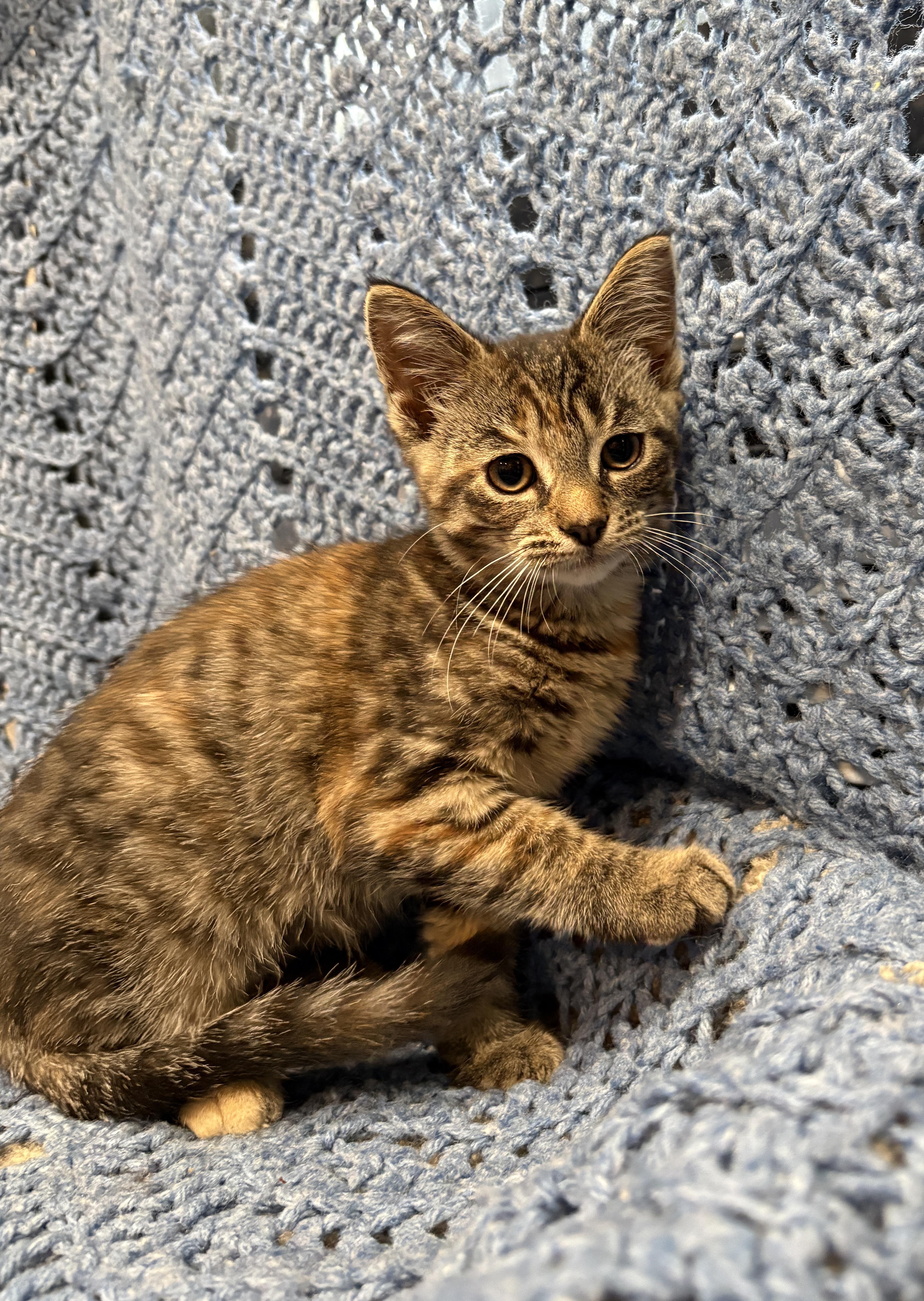 SWISS ROLL, a Adoptable Domestic Short Hair in Tillsonburg, ON image 2/5