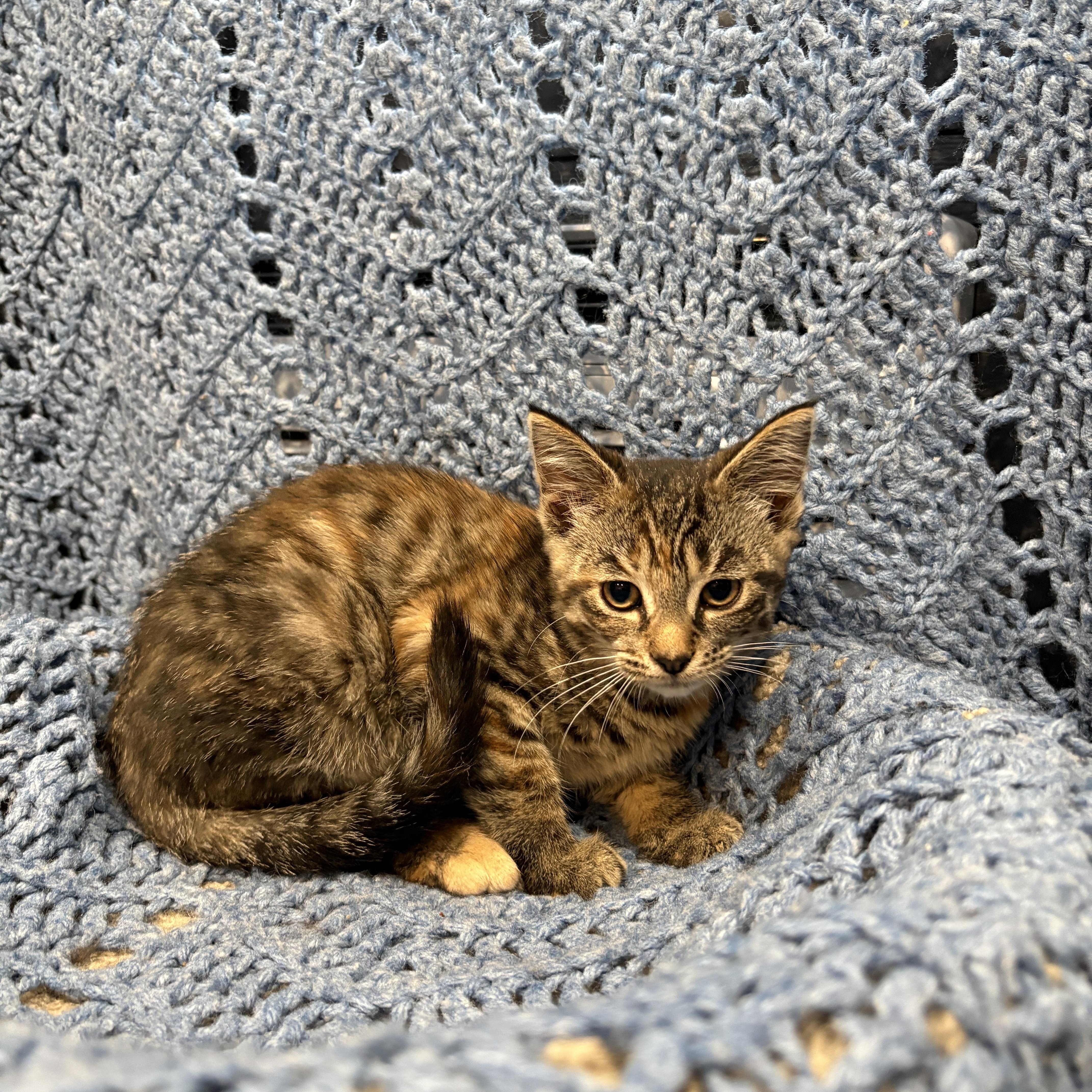 SWISS ROLL, a Adoptable Domestic Short Hair in Tillsonburg, ON image 3/5