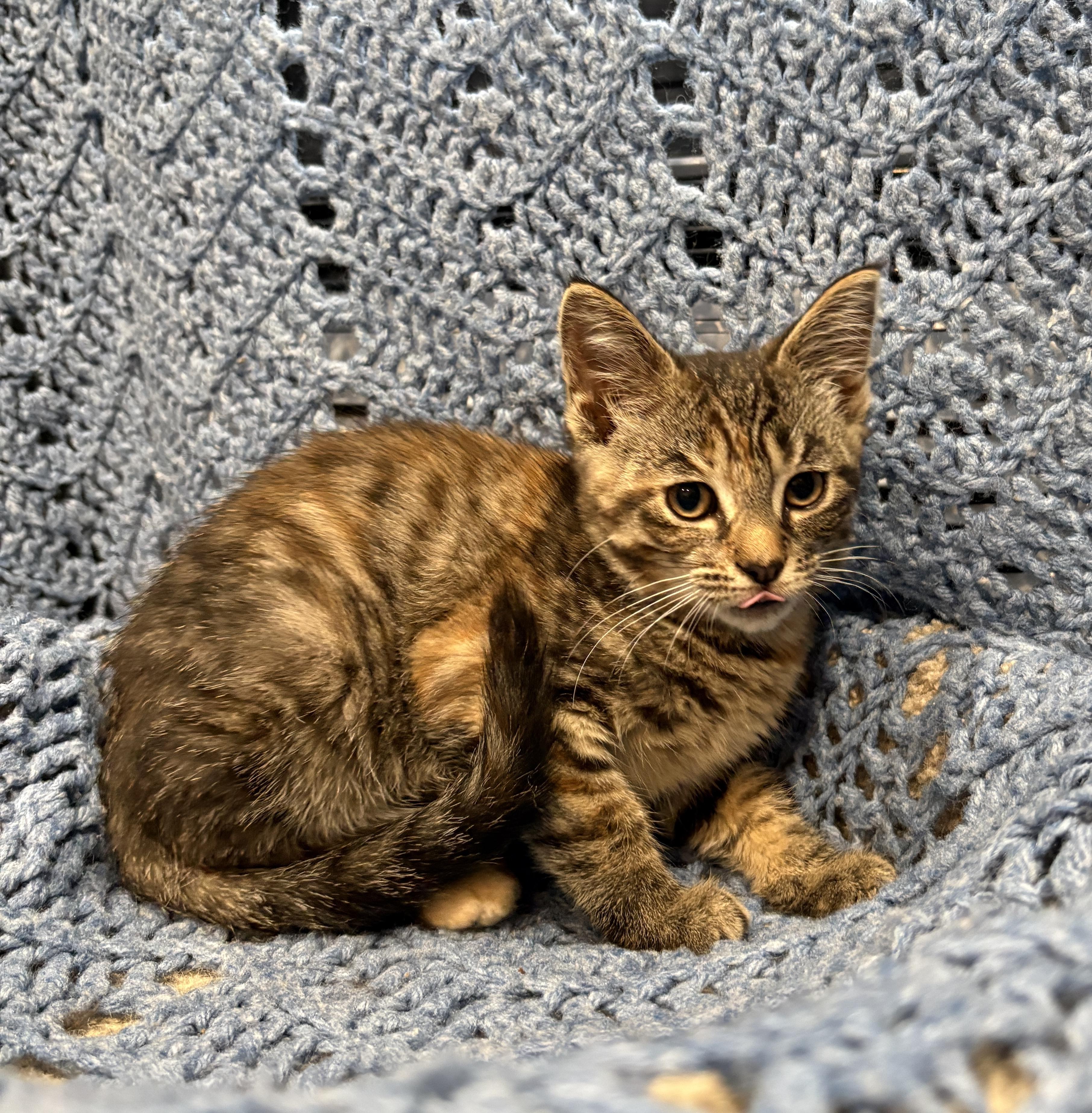 SWISS ROLL, a Adoptable Domestic Short Hair in Tillsonburg, ON image 4/5