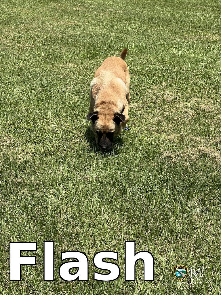 Enlarge Flash, a Adoptable German Shepherd Dog in Rocky Mount, NC image 1/3