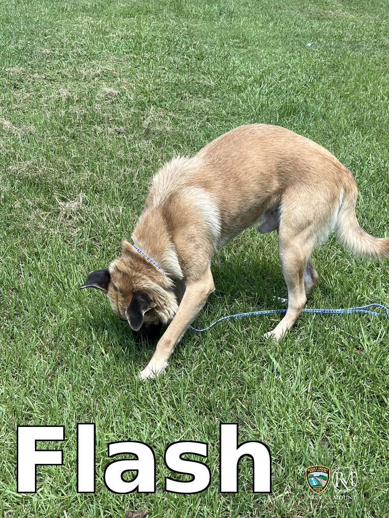 Enlarge Flash, a Adoptable German Shepherd Dog in Rocky Mount, NC image 2/3