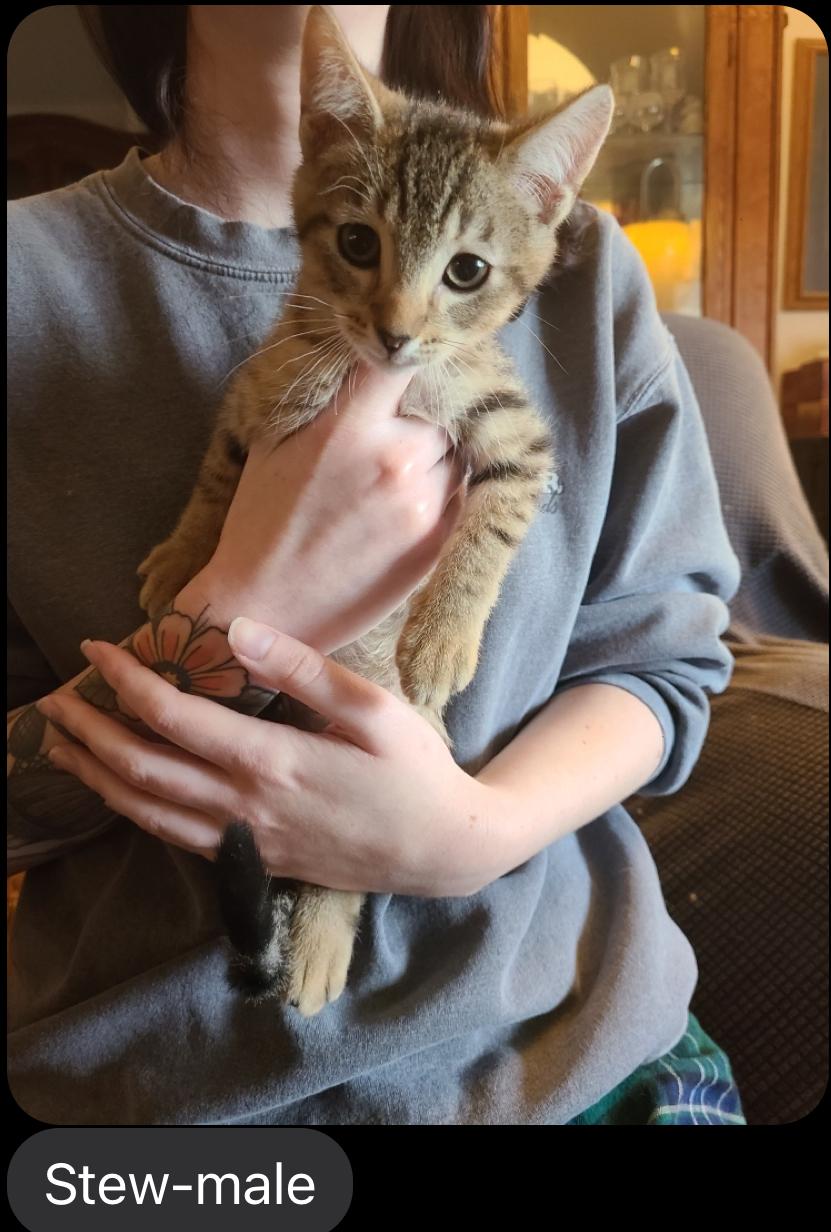 Enlarge Stew, a ADOPTABLE Domestic Short Hair in Oceanside, CA image 1/1