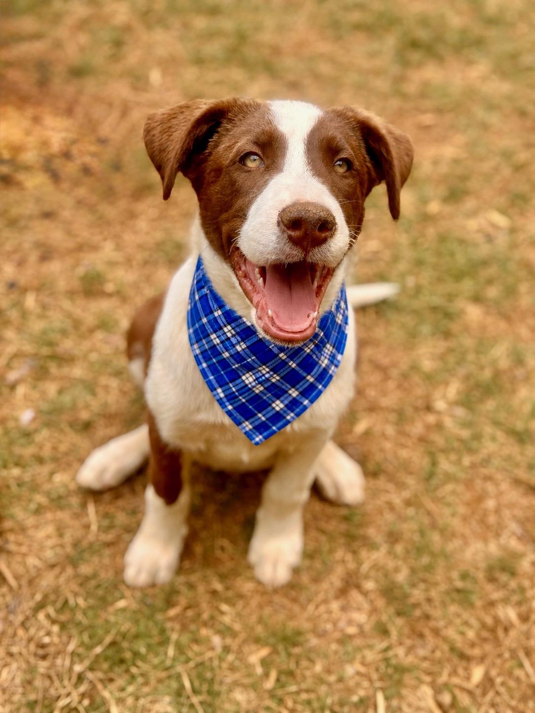 Enlarge Kona , a ADOPTABLE mixed breed in Alabaster, AL image 5/6