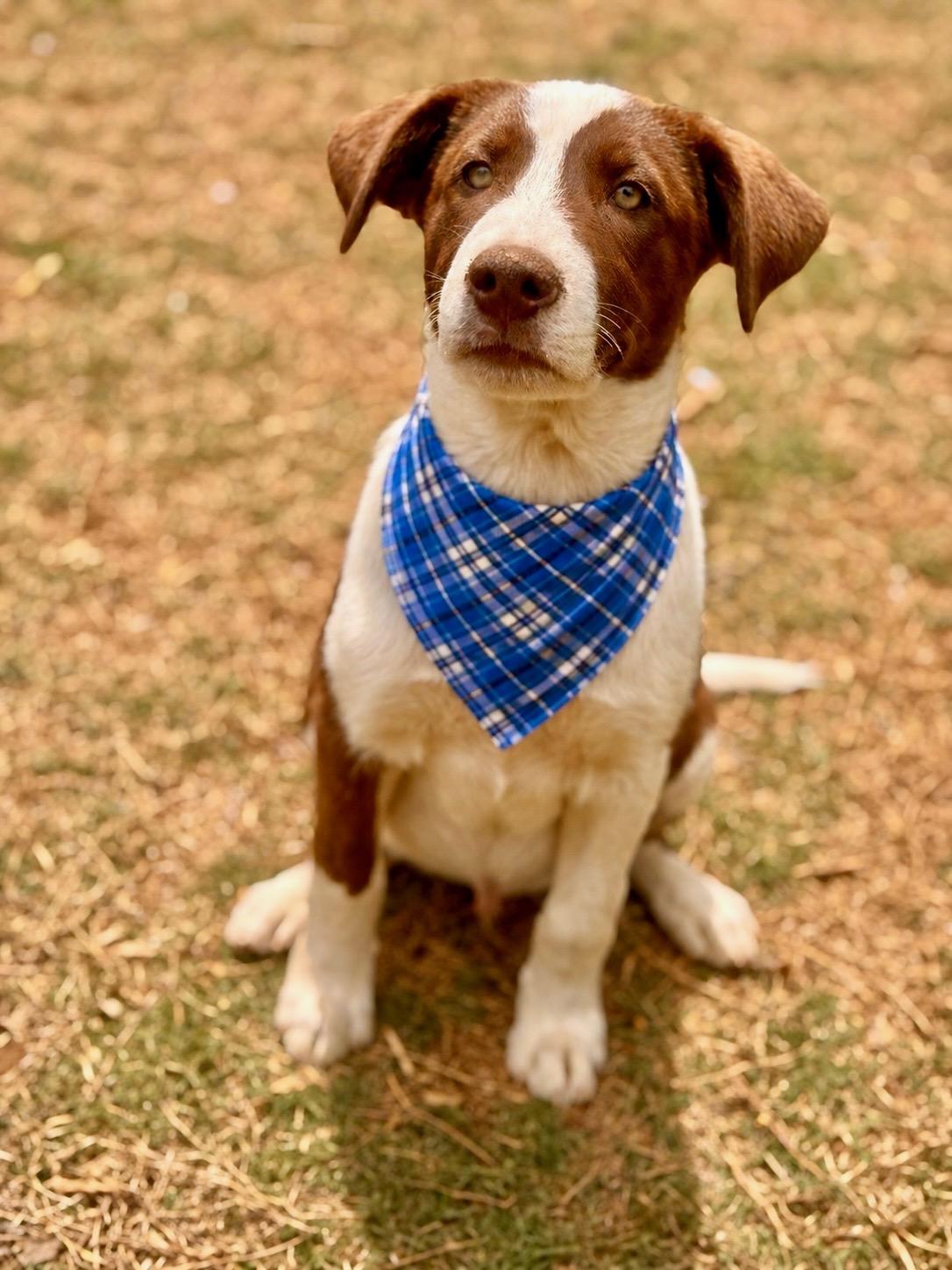 Enlarge Kona , a ADOPTABLE mixed breed in Alabaster, AL image 2/6