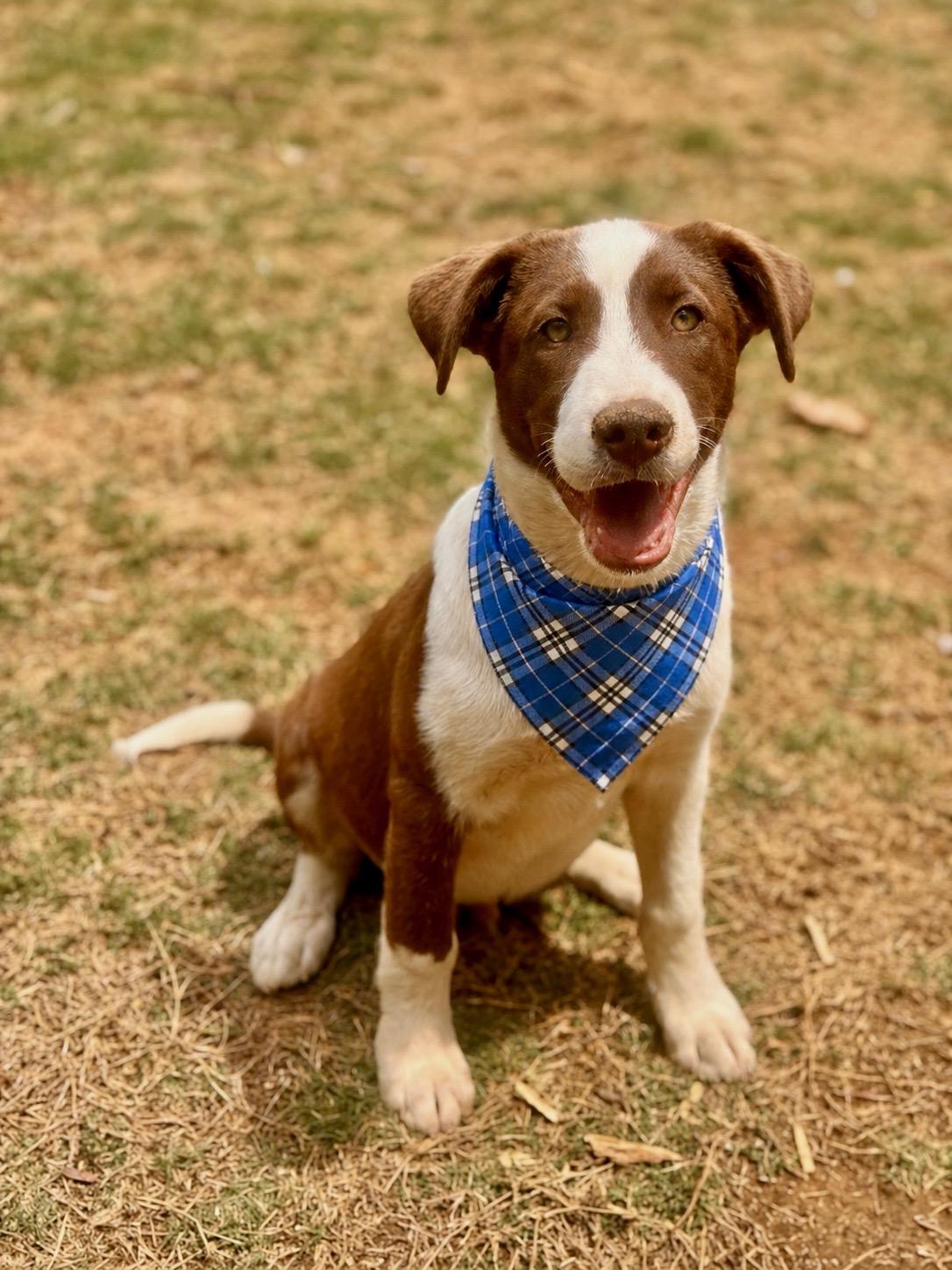 Enlarge Kona , a ADOPTABLE mixed breed in Alabaster, AL image 4/6