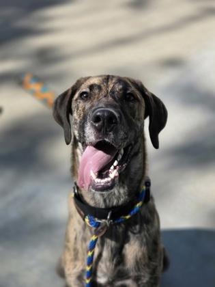 Clifford, Adoptable, Adult Male Great Dane & Greyhound.