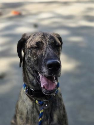 Enlarge Clifford, a Adoptable mixed breed in Nashua, NH image 3/3