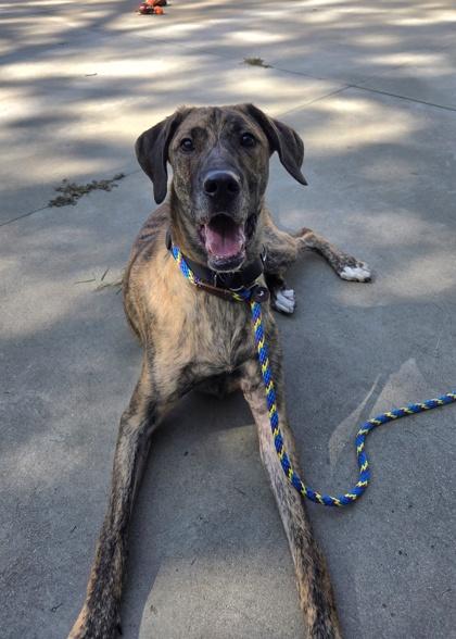Enlarge Clifford, a Adoptable mixed breed in Nashua, NH image 2/3