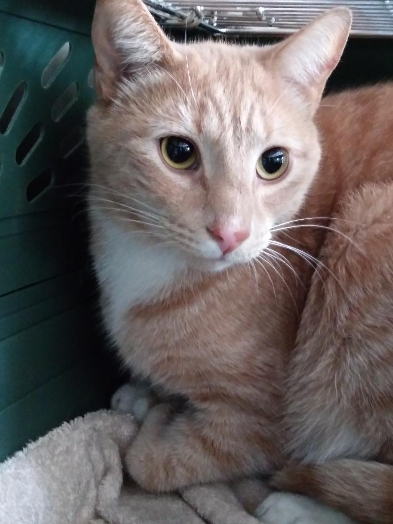 Enlarge Clemson Sun. - BONDED BROTHER OF MANGO!, a Adoptable Domestic Short Hair in Stowe, PA image 1/4