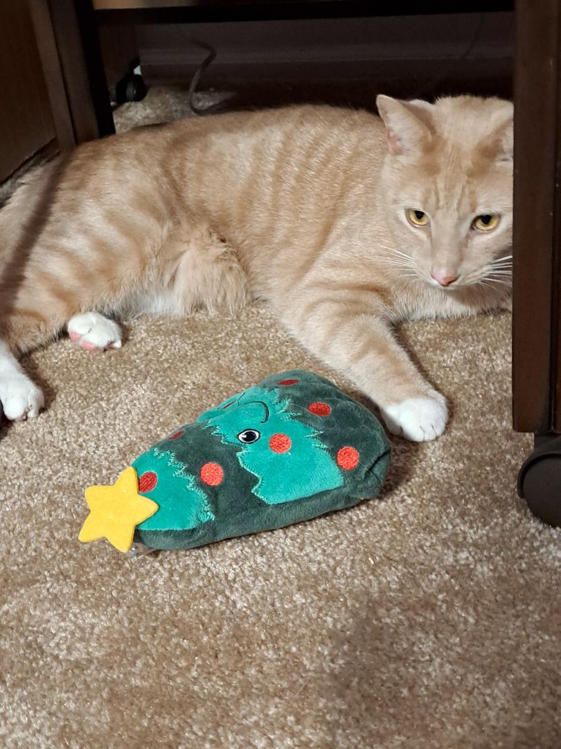 Enlarge Clemson Sun. - BONDED BROTHER OF MANGO!, a Adoptable Domestic Short Hair in Stowe, PA image 2/4