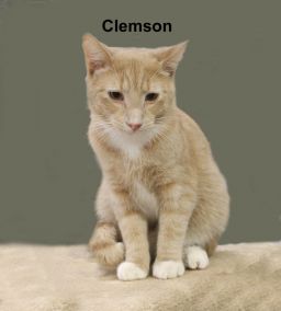 Enlarge Clemson Sun. - BONDED BROTHER OF MANGO!, a Adoptable Domestic Short Hair in Stowe, PA image 3/4