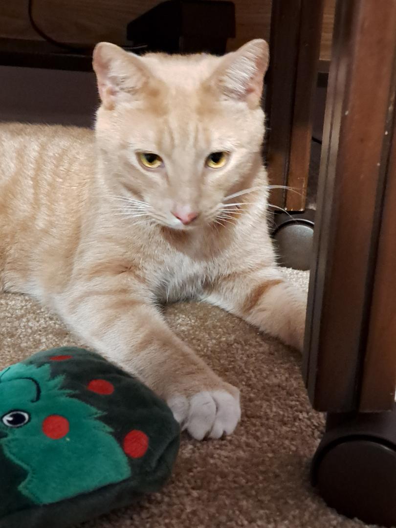 Enlarge Clemson Sun. - BONDED BROTHER OF MANGO!, a Adoptable Domestic Short Hair in Stowe, PA image 4/4