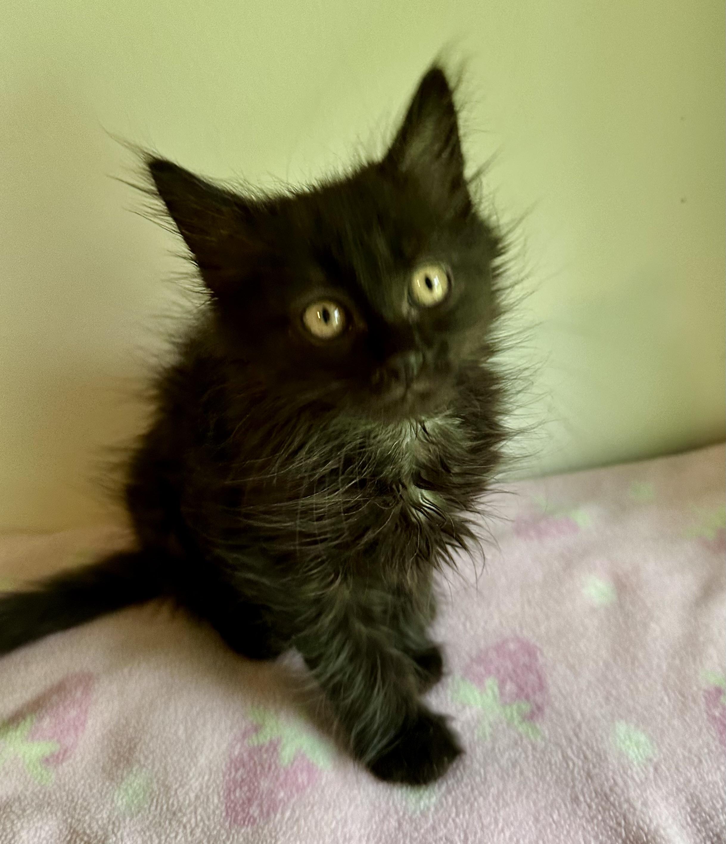 Binx