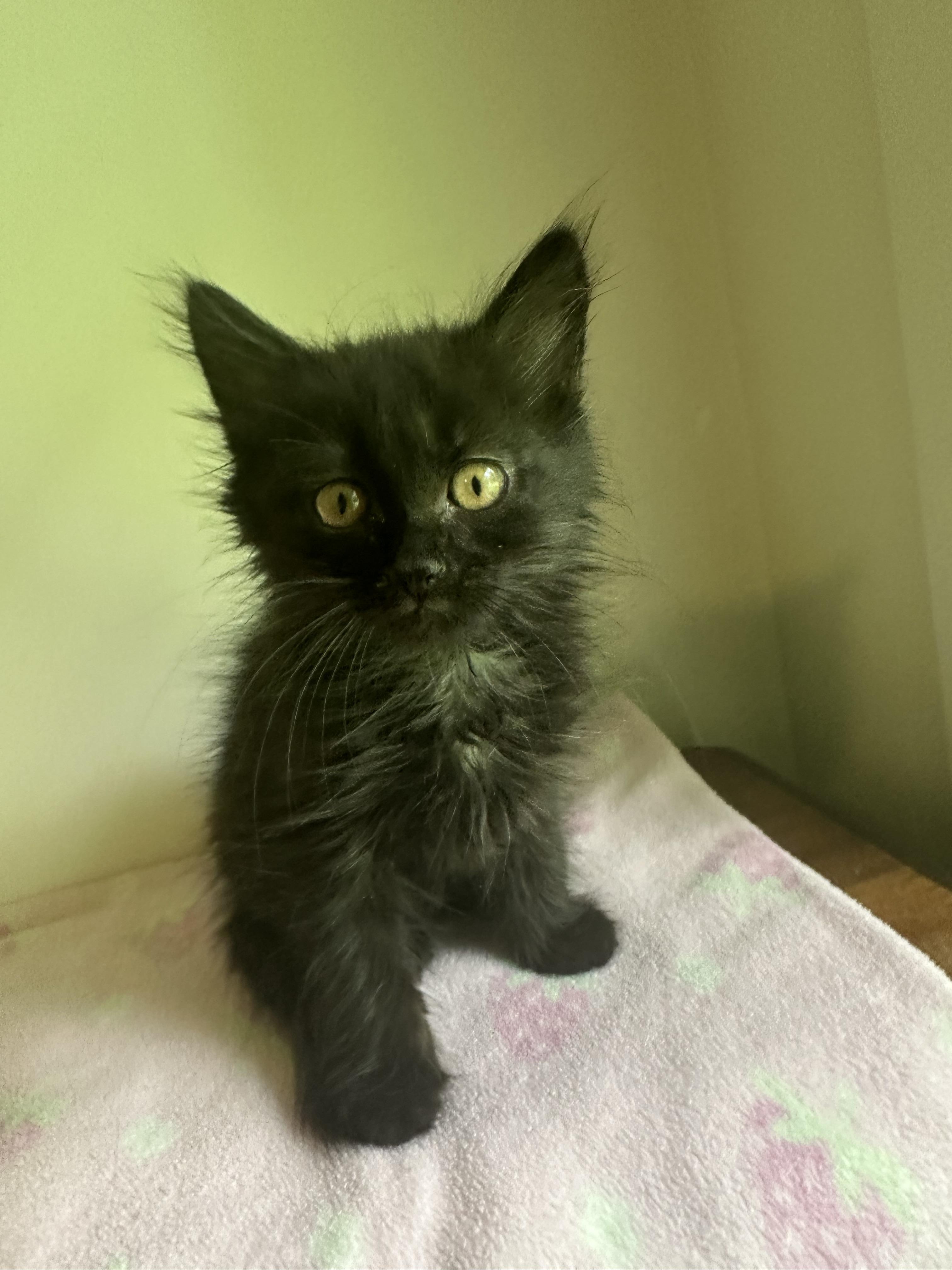 Binx