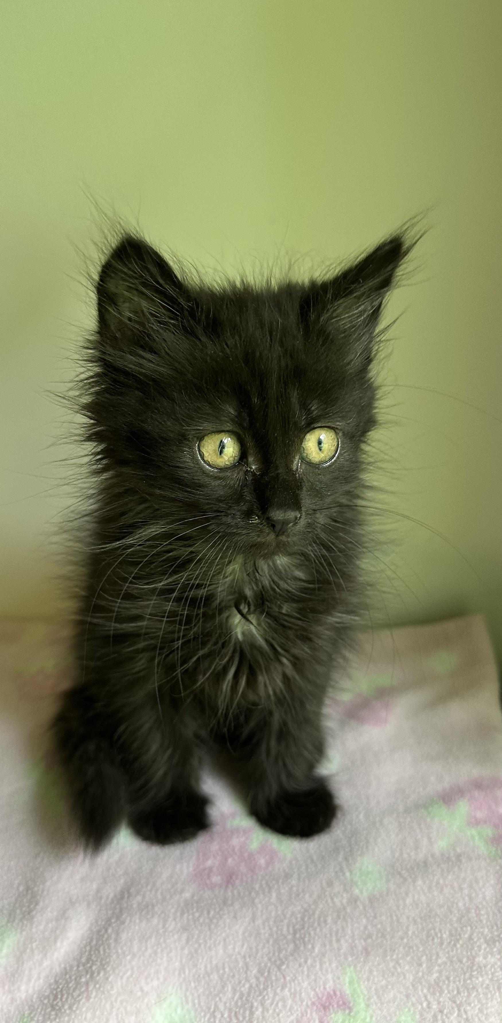 Binx