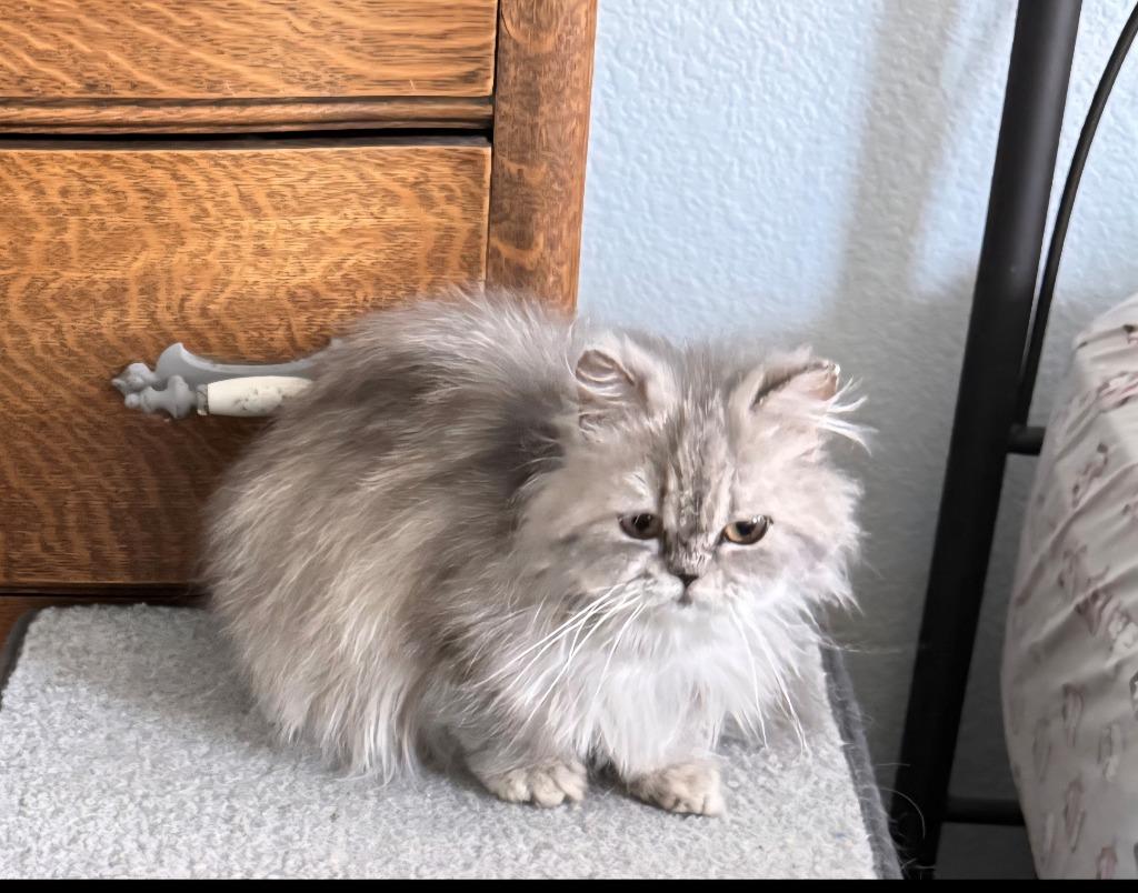 Bella, Adoptable, Young Female Domestic Long Hair.