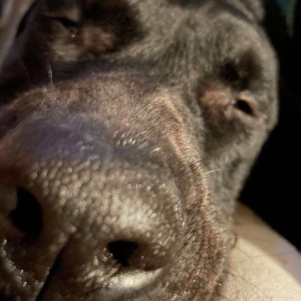 Enlarge Baloo, a Adoptable mixed breed in Valdosta , GA image 2/6