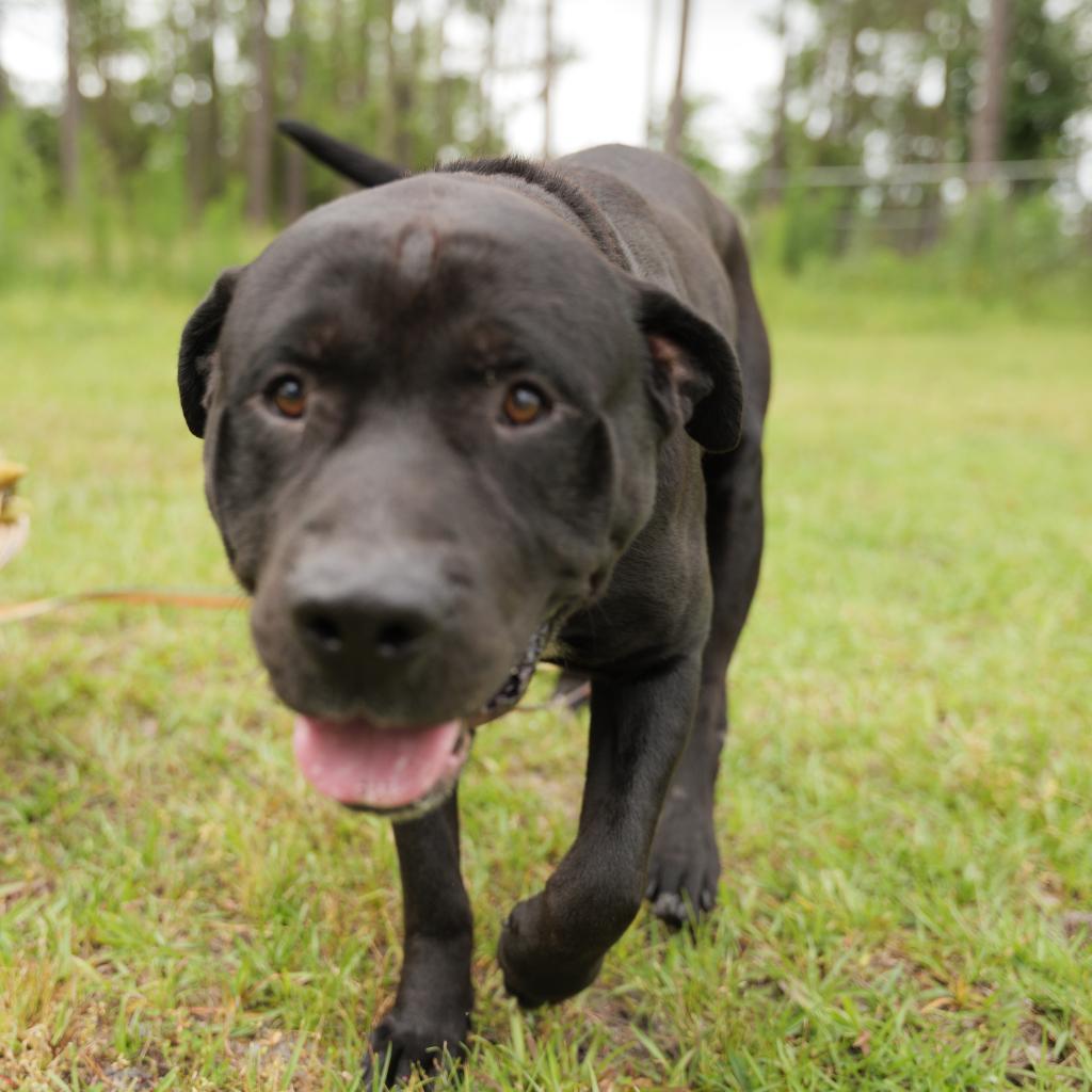 Enlarge Baloo, a Adoptable mixed breed in Valdosta , GA image 3/6